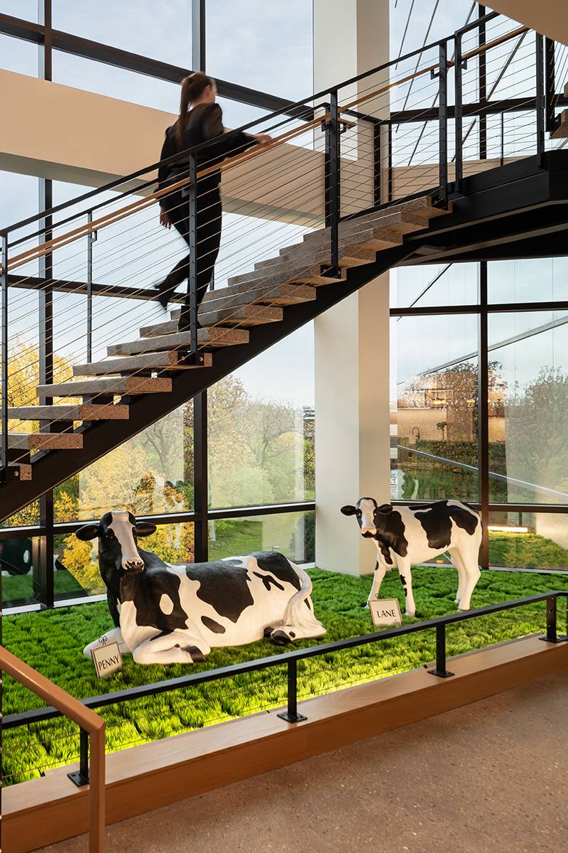 Foremost Farms stairs with cows web